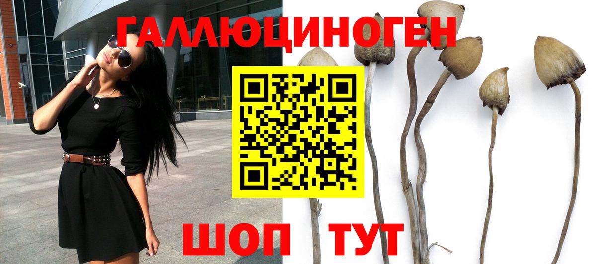 что такое   Псилоцибиновые грибы GOLDEN TEACHER  Вход с VPN  Галлюциногенные грибы Psilocybine cubensis  Керчь 